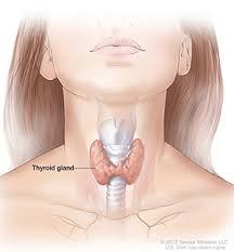 Hypothyroid Treatments For Women, AgeRejuvenation in Tampa Bay and Central Florida