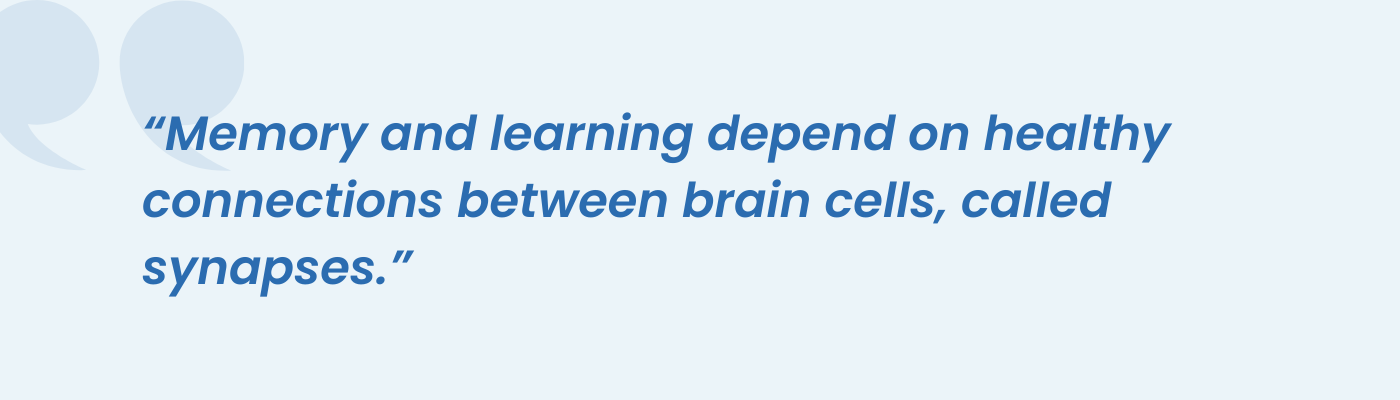Quote graphic noting memory and learning depend on healthy synapse connections
